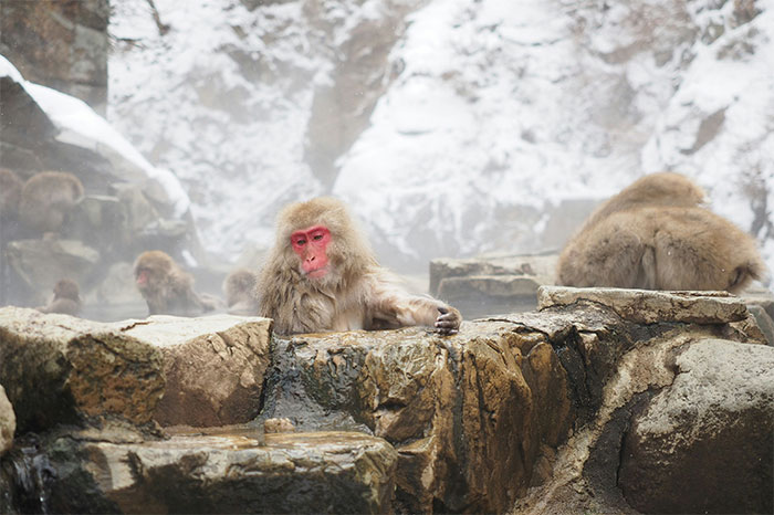 “Snow Monkeys” of Japan.
