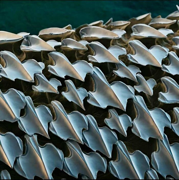 "Shark Skin As Seen Under An Electron Microscope"
