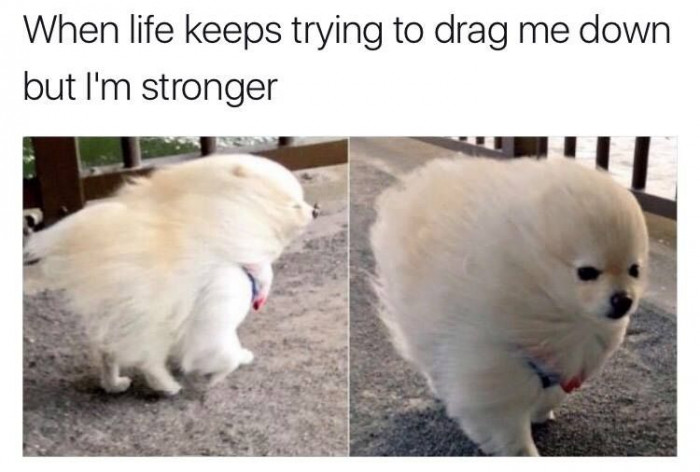7. Optimistic as heck! Let this doggo inspire you in all the right ways to push past the wind that aims to knock you down.