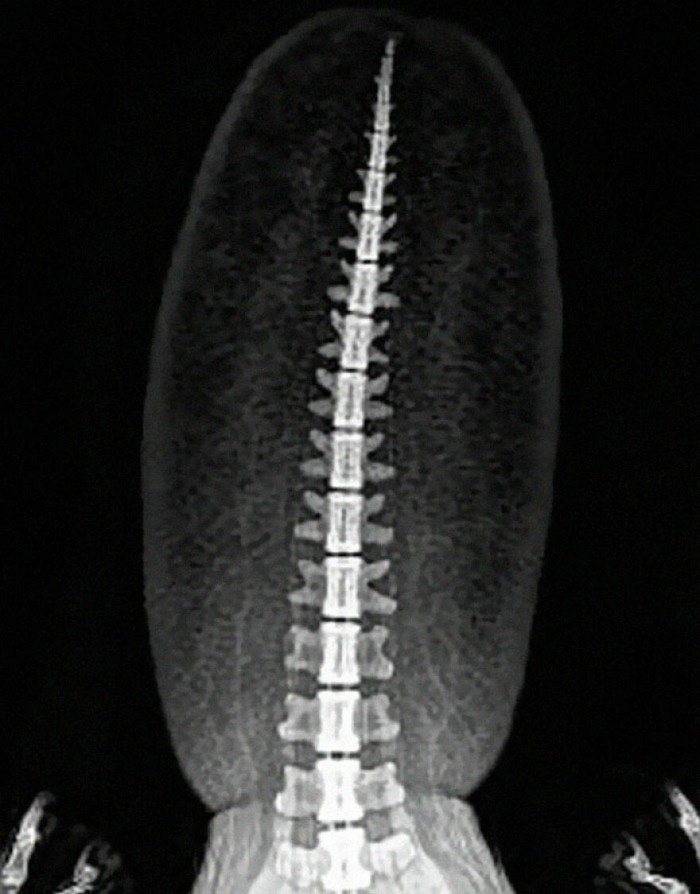 "This Is an X-Ray of a Beaver’s Tail. Imagine If We Only Knew About Beavers from Fossil Remains; We Would Almost Certainly Reconstruct Them Incorrectly. Now Apply This to Dinosaurs"