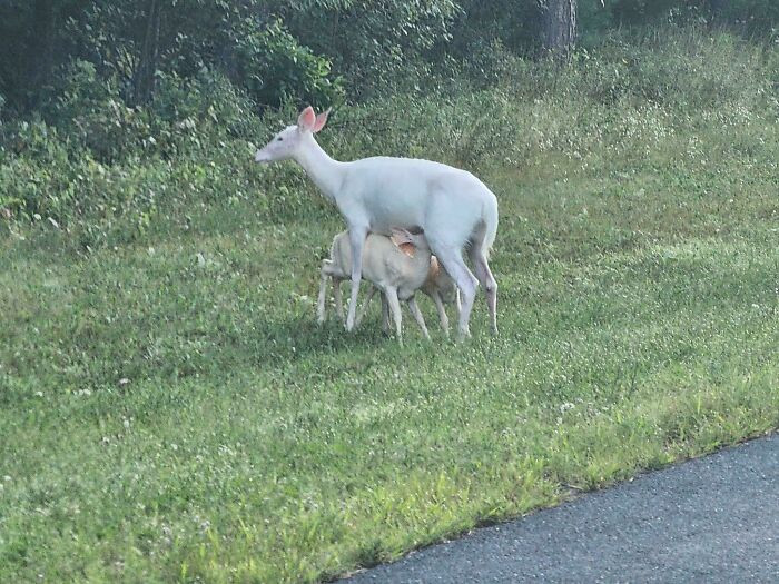 "The Albino Deer Who Lives By My Cousin In Northern Wisconsin Had Albino Babies This Year"