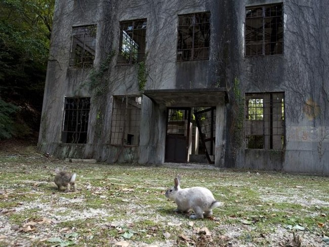 Back in World War II, the island of Okunoshima was home to several large poison gas factories.