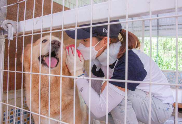 4. Volunteer at the animal shelters