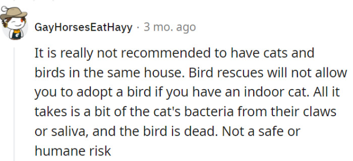 In the game of household dynamics, introducing cats and birds can quickly turn into a dangerous avian-cat-and-mouse chase, with potential consequences that even Tom and Jerry wouldn't find amusing.