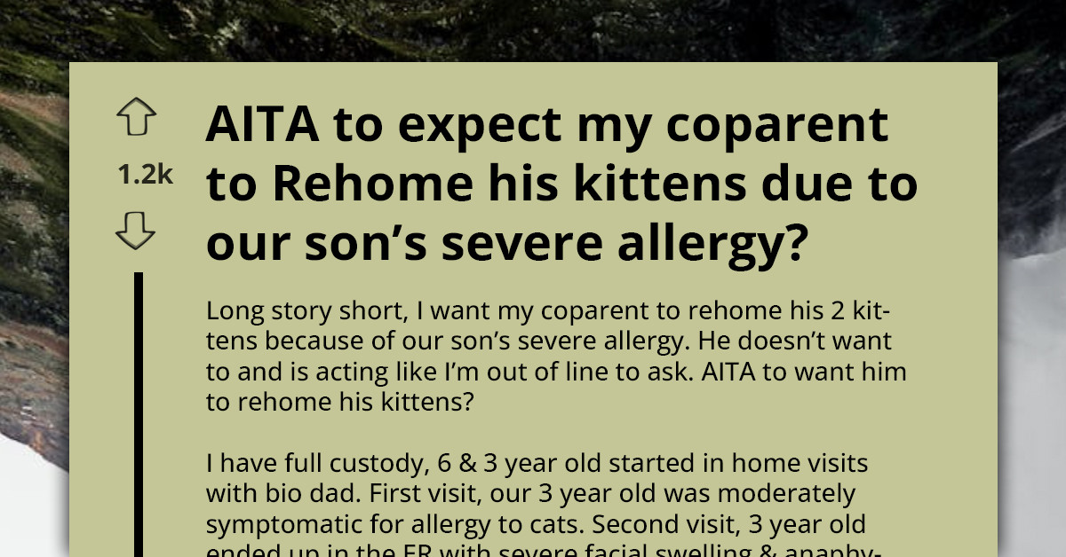 Coparent Is Asked To Rehome His Kittens Due To Son’s Severe Allergy, AITA To Expect It?