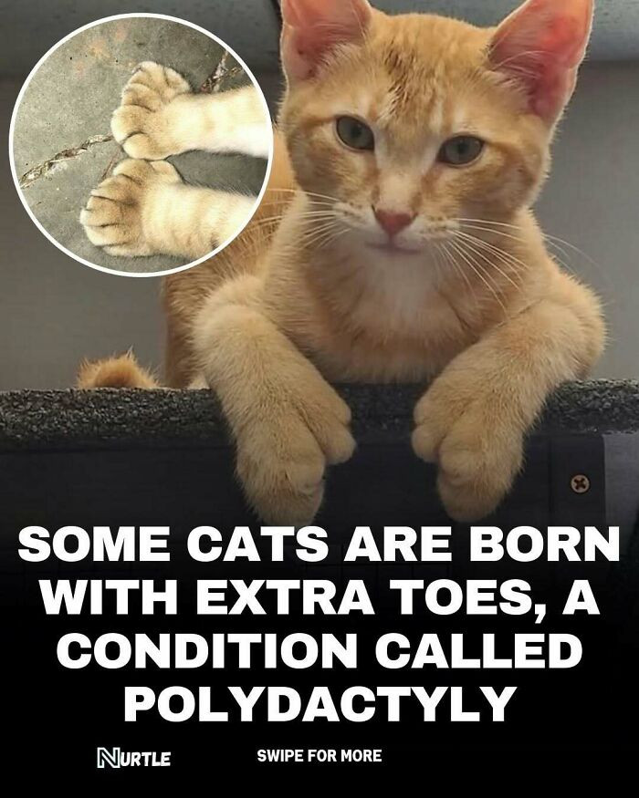 Cats With Extra Toes