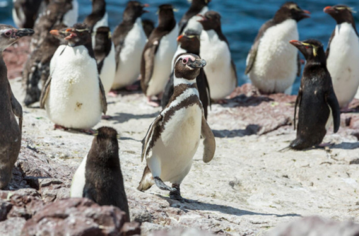 10. Macaroni Penguins
