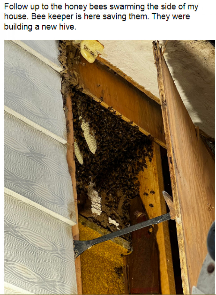 7. When the bees are lodging permanently in your home