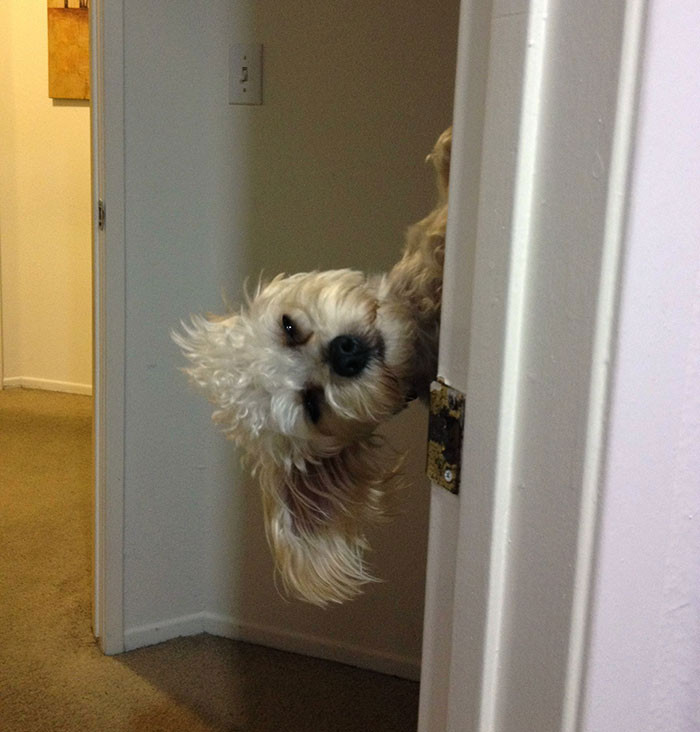 23. Don't know what's happening here, but the dog isn't amused.