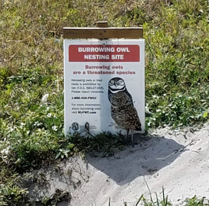 16. Find The Threatened Burrowing Owl