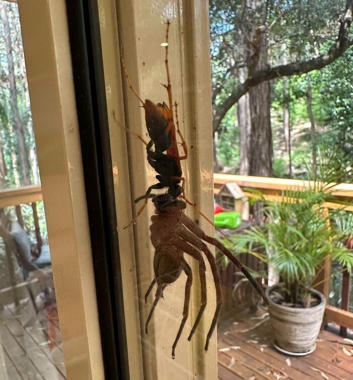 7. Wasp versus Huntsman. They will never venture outdoors again.
