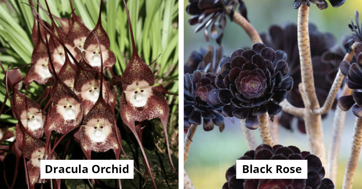 24 Plants That Look Straight Out of Sci-Fi