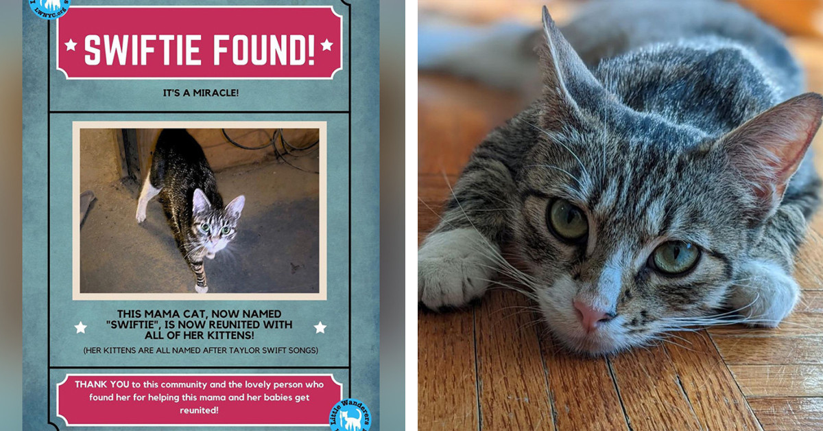 When Big City Rescuers Unite - Miracle Rescues Are Bound To Happen