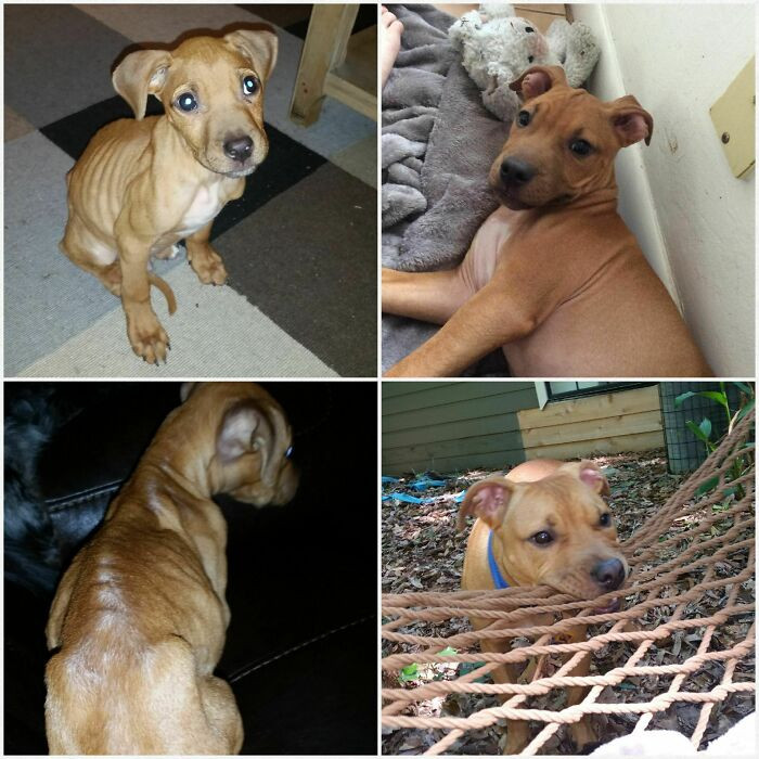"From Starving Street Pup To Happy And Healthy. Meet Scrappy!"