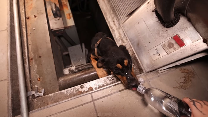 The Adorable Puppy Was Stuck Inside a Malfunctioning Escalator's Gear