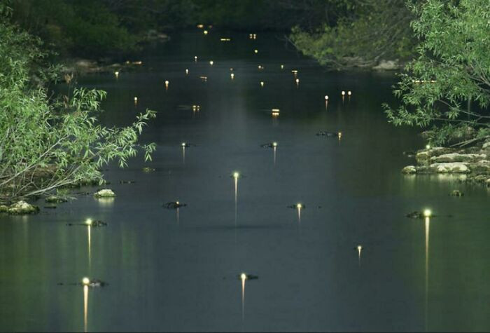 14. The Shining Eyes Of Gators In The Everglades