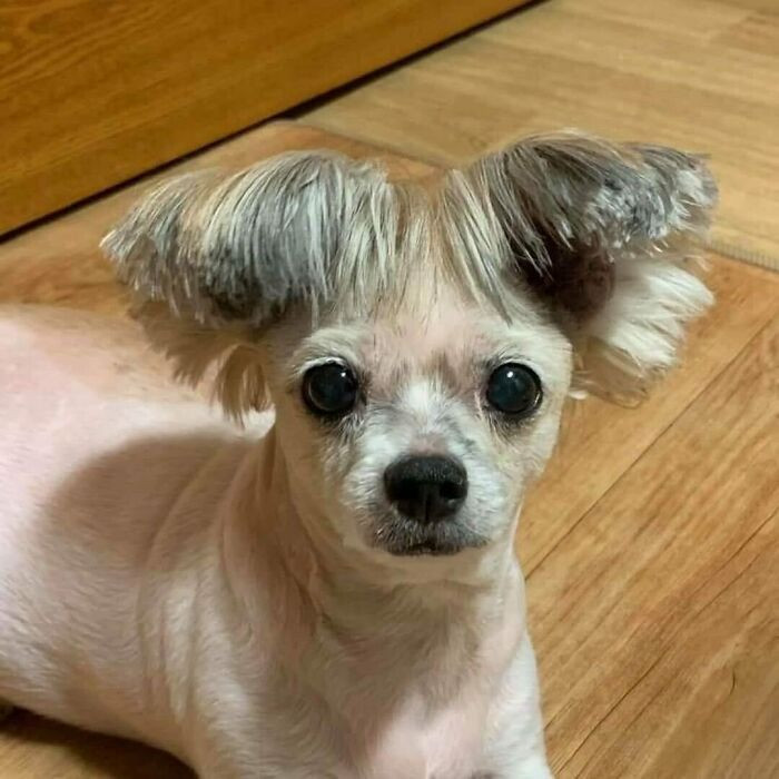 3. He's cheering with his ears.