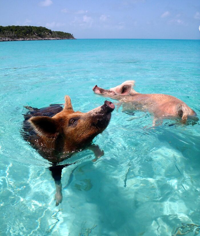 Pig Beach