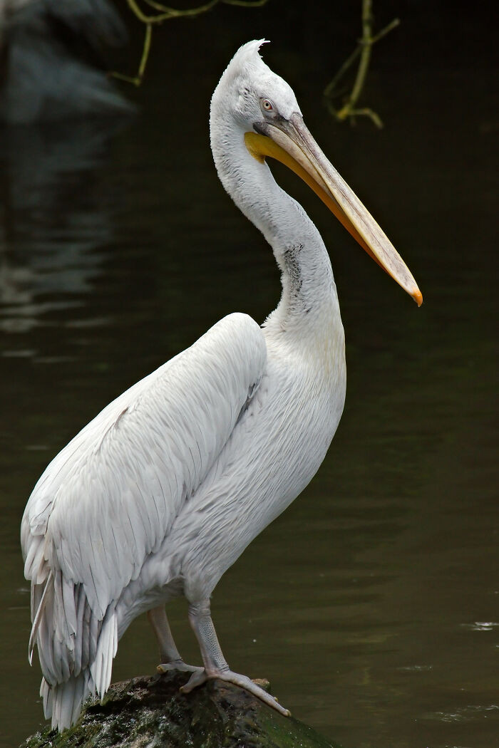 10. “A pelican engulfed my head with its massive f*****g beak when I was a small child. Pelicans are c***s.”