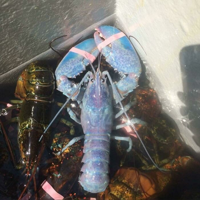 "Mega Rare Cotton-Candy Colored Lobster Found On The Coast Of Maine. 1/100,000,000 Odds"
