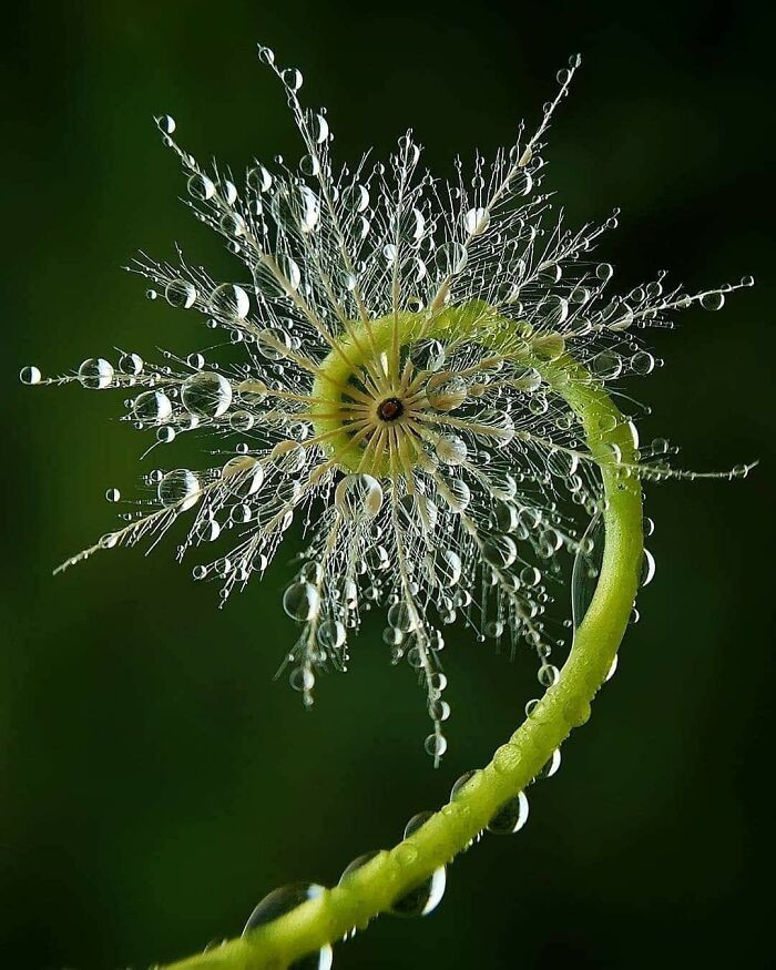 15. An amazing fractal artwork in a Fiddlehead Fern.