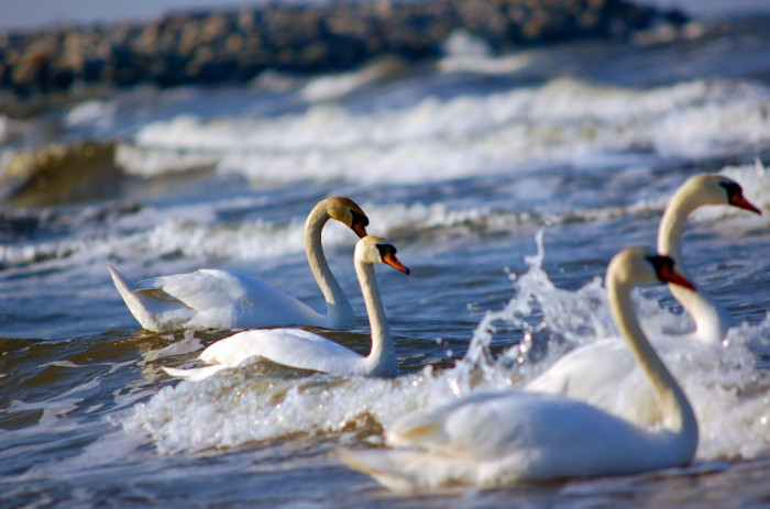 Albatrosses in flight, showcasing lifelong monogamous pair bonding