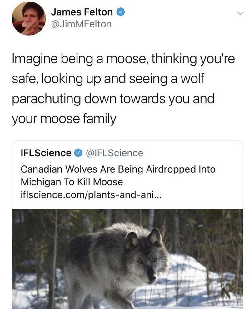 12. What would the moose do now?