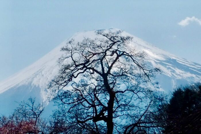 15. Is that a painting, or is the tree taking a rest?