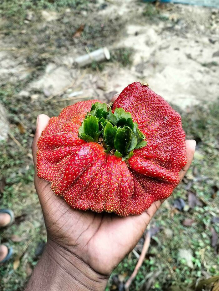 "Strawberry"