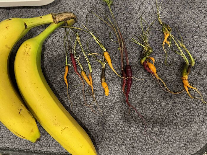 "Harvested My First Carrots. The Good News Is They Tasted Great! Banana For Scale"