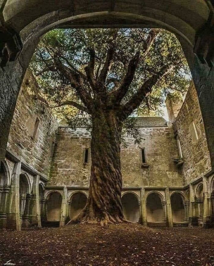 400 Years Old Yew Tree In Muckross Abbey, Ireland