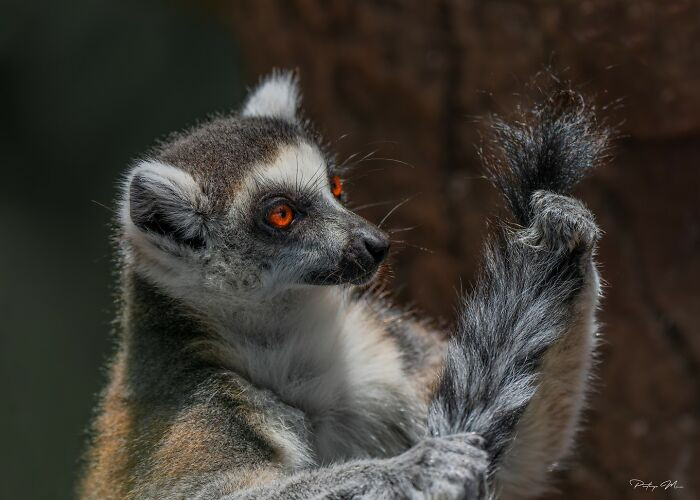 Lemur Inspecting Its Tail After Grooming