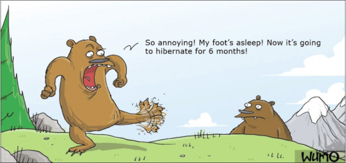 3. A wild bear's problem