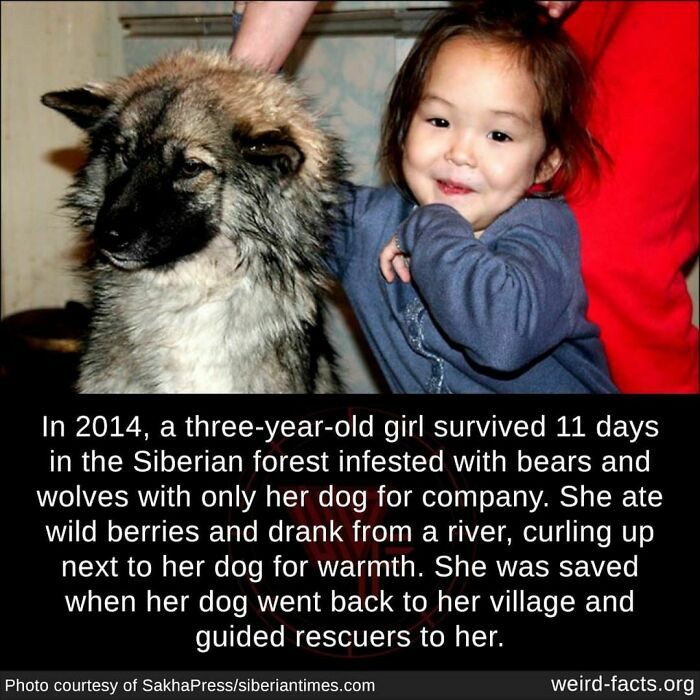 56. A 3-year-old survived 11 days in a Siberian forest thanks to the family dog