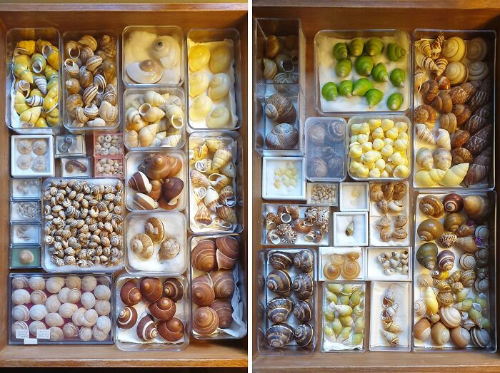 11. My Landsnail Collection