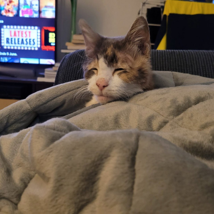 15. “[OC] My cat has emerged from my weighted blanket and doesn't know when or where she is.”