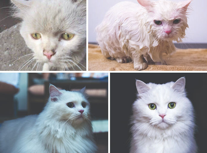 "Albus Was Found Abandoned And Starving On The Streets Of Cairo. The Strays Wouldn't Let Him Eat. He's Now Spoilt Rotten And Incredibly Affectionate"