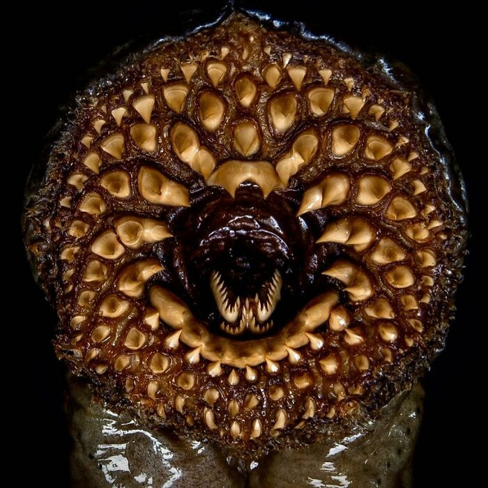 27. The gruesome mouth of a lamprey, a bloodsucking parasite, measured over 120 centimeters (47 inches) in length and was as thick as a human arm.