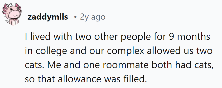 Living with Two Roommates for Nine Months in College, the Cat Quota Was Filled with Each of Us Having a Feline Friend in Tow.