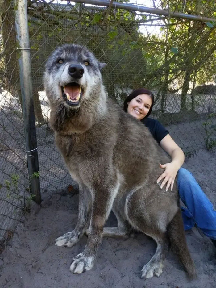 4. Giant Wolf-Dog