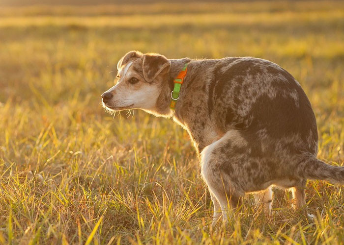 4. People who don’t pick up after their dog.