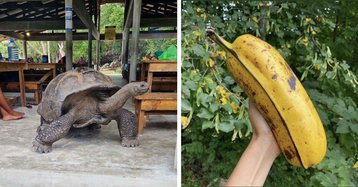 50 Instances Where People Were Astounded By The Enormous Scale Of Things And Posted Their Experiences In The 'Absolute Units' Community