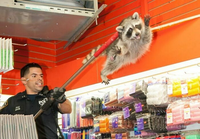 "NYPD Escorting A Raccoon Out Of A Beauty Salon"