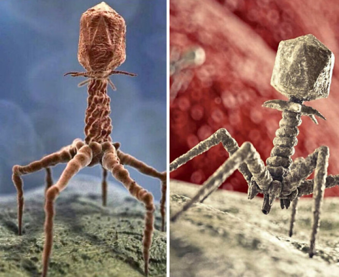 "There's a Type of Virus That Really Looks Like This"