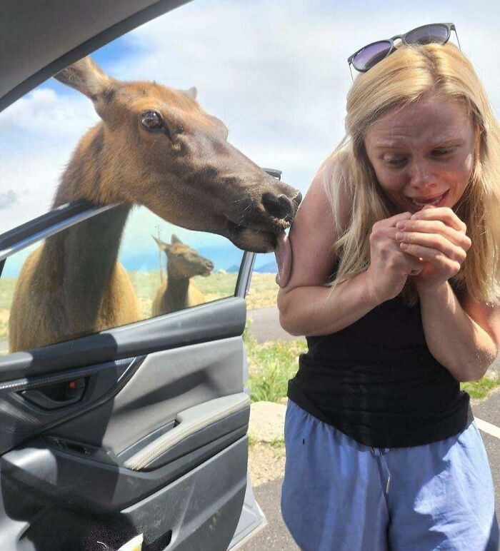 "An Elk Came Up To Me And Licked Me While Getting Ready For A Hike In RMNP In Colorado"