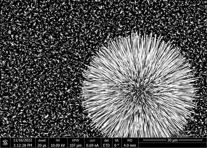 "Sem Images Of Zinc Oxide Nanowires I Did During My Master Thesis"