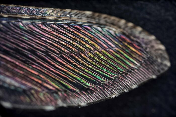 "Robber Fly Wing"