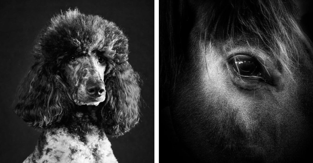 22 Stunning Animal Images That Stole the Spotlight at the 2026 One Shot Photo Contest