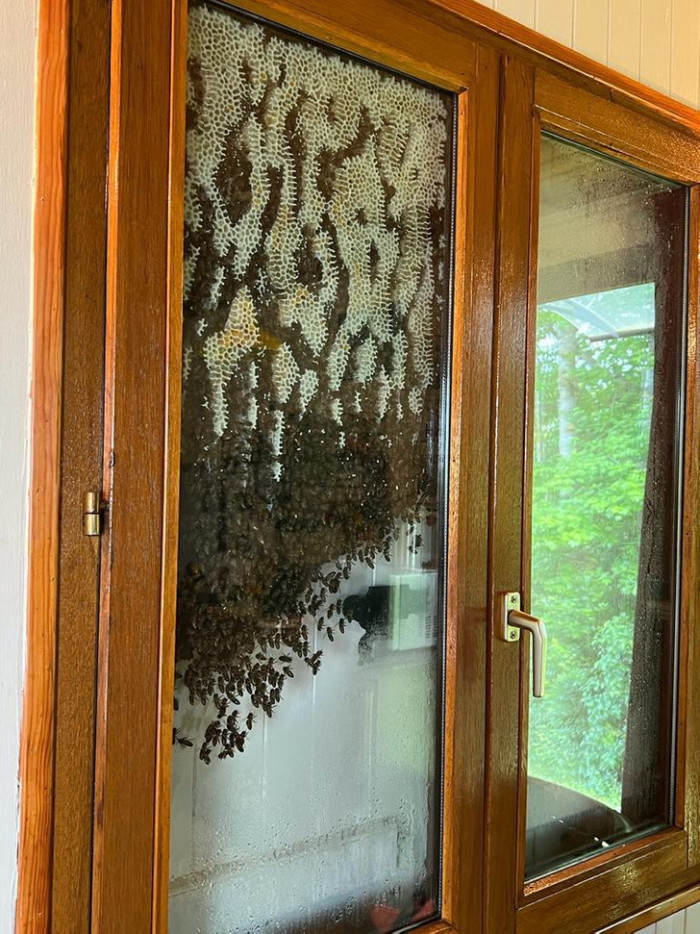 16. Some bees decided to make a hive between the window and the shutters: