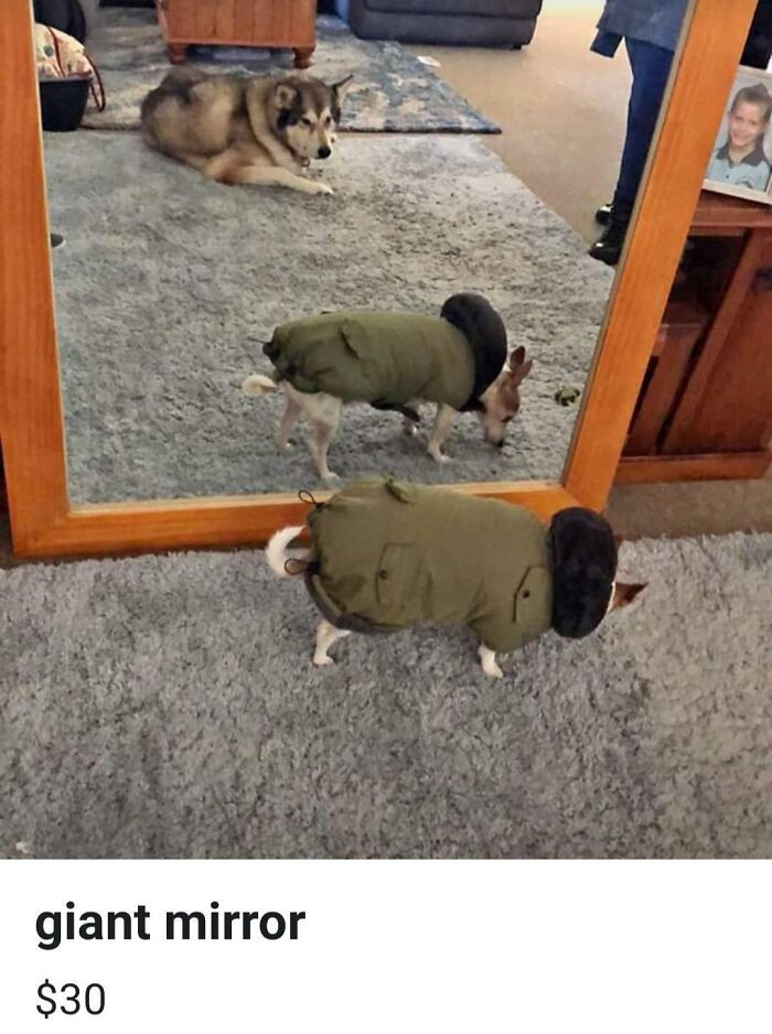 Accidental Mirror Listings Turn Sellers Dignity Into Memes